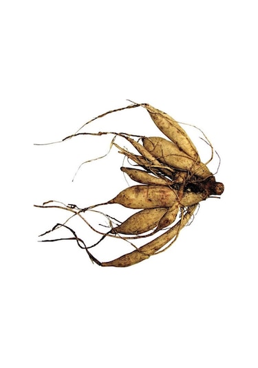 Büyük Çiçekli Tartan Yıldız Dahlia Çiçeği Soğanı Yumrusu 1 Adet