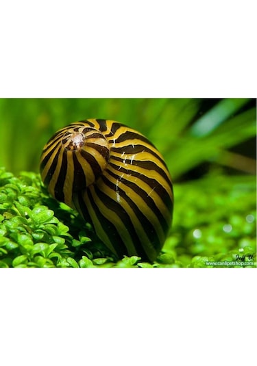 Nerite Salyangoz Zebra 1 Adet iri Boy