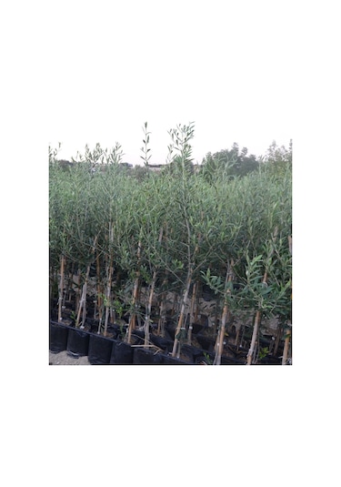 3 Yaş Bol Meyveli Tüplü Arbequina Bodur İspanyol Zeytin Fidanı 150-180 Cm