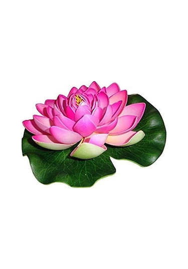 Süper Paket 20 Adet Tohum Lotus Tohumu Nilüfer Çiçeği Tohumu