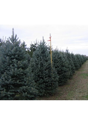 35-45 Cm Mavi Ladin Fidanı - 3 Adet Tüplü Fidan