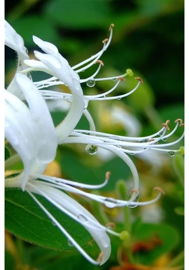 Sarmaşık Çiçekli Hanımeli Fidanı 1 Adet