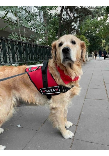 Kişiye Özel, Isimli K9 Köpek Tasması, Göğüs Tasması Kırmızı