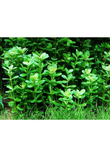 Kolay Akvaryum Bitkisi Paketi Canlı Bitki 30 Dal