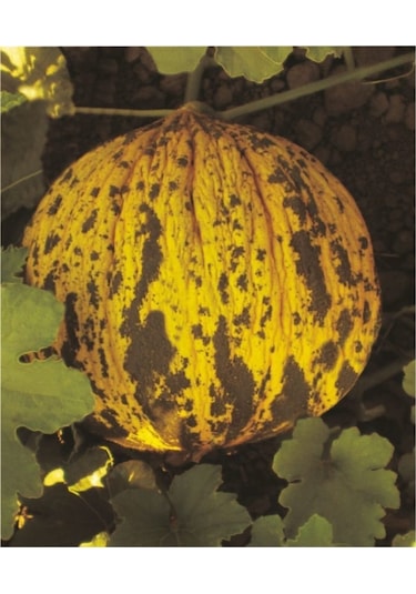 100 Adet Kavun Kırkağaç Meyve Tohumu