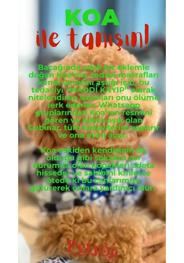 Petjoo 14.Koa Kırmızı-Yeşil Qr'lı Köpek Künyesi