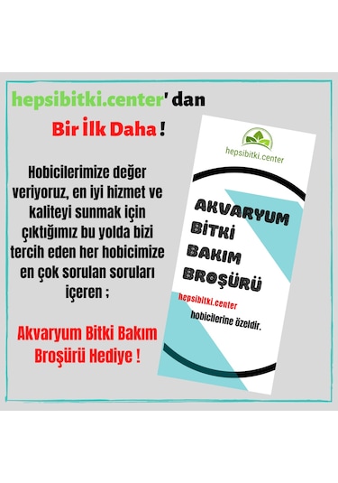 Kolay Akvaryum Bitkisi Paketi Canlı Bitki 30 Dal