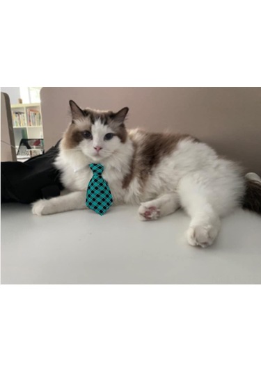 Lemestar Köpek Kedi Yeşil Bağcıklı Yaka Bantı - S Boy 24-30cm Boyun Çevresi - Polyester Pamuk - Fotoğraf, Düğün, Gündelik Kullanim