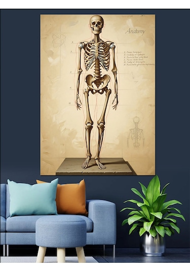 İnsan İskeleti Anatomik Çizim Dekoratif Kanvas - Mdf Ahşap Tablo