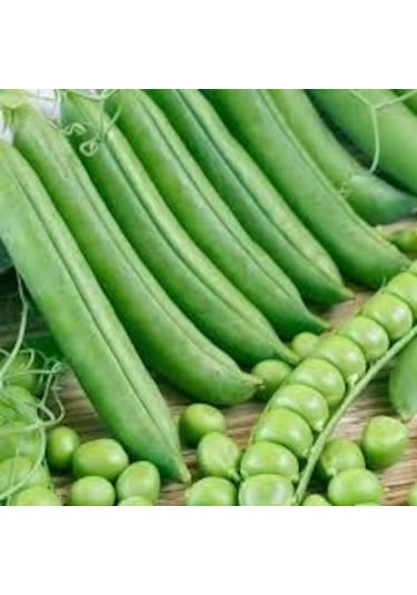 Utrillo Bezelye Tohumu Tohum 1 Kg