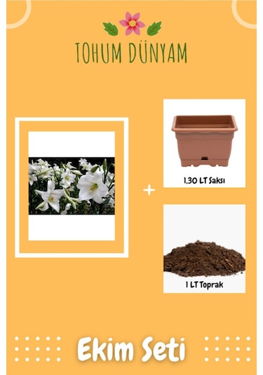 Nadir Japon Zambak Çiçek Tohumu Ekim Seti