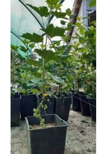 Frenk Üzümü Kırmızı+siyah 2 Adet