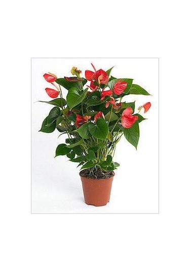 Antoryum Çiçeği - Özel Günler İçin