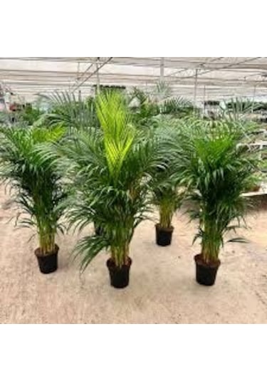 5 Adet Nadir Organik Saksılık Salon Palmiyesi Tohumu Yeni Hasat T