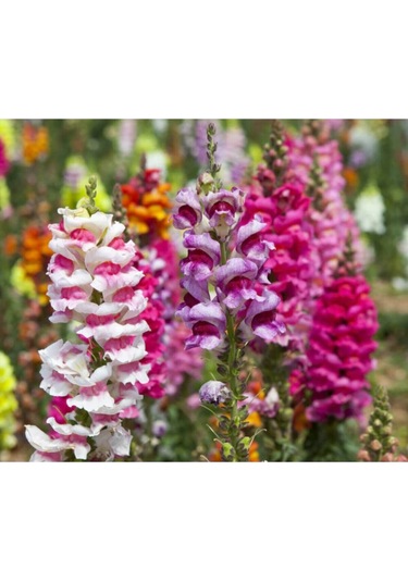 Nadir Ithal Bocca Çiçeği Tohumu Çiçek Tohumu 10 Tohum