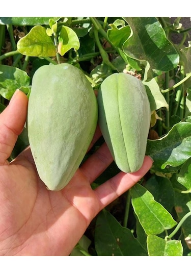 Ağaç Bamyası Fidesi 90-140 Cm