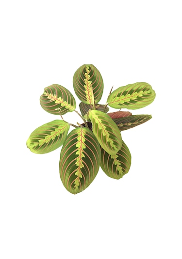 Maranta Leuconeura (Dua Çiçeği) Ø12 CM Y25-30 CM