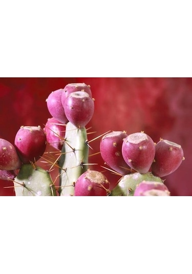 Opuntia Hint İnciri Tohumu Opuntia Bonsai