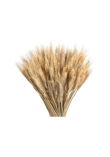 Hangfox Doğal Buğday Tohumu Çiçek Demeti, Açılış Hediyesi, Bahçe Dekorasyonu, 100 Adet, 60 Cm Uzunluk