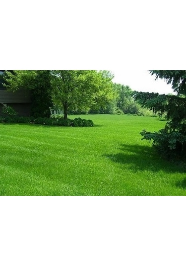 Fidanistanbul 7 Karışım Garden Palace Çim Tohumu 1 KG