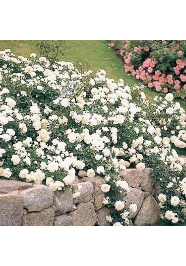 Tüplü Yediveren Full Bright Beyaz Yer Örtücü Gül Fidanı