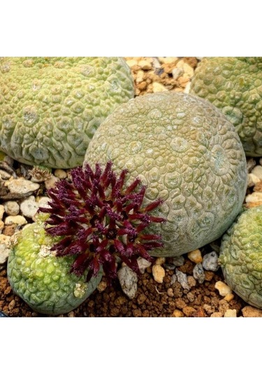 10 Adet Pseudolithos Migiurtinus Succulent Tohumu