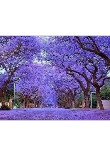 Saksıda Mor Çiçekli Yoğun Kokulu Pavlonia Fidanı Boy 120-150 Cm