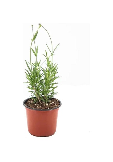 Fransız Provence Lavanta Fidanı 10-20 Cm
