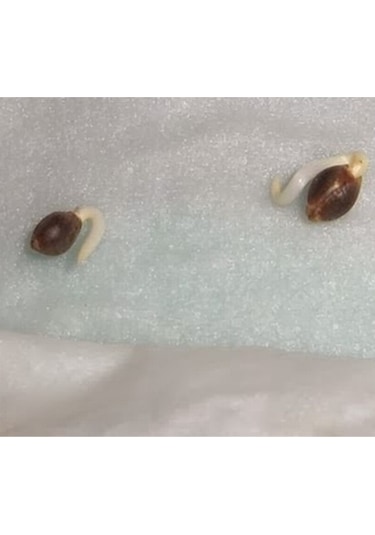 10 Adet Bordo Beyaz Dahlia Yıldız Çiçeği Tohumu + 10 Adet Hediye Karışık Renk Gül Çiçek Tohumu