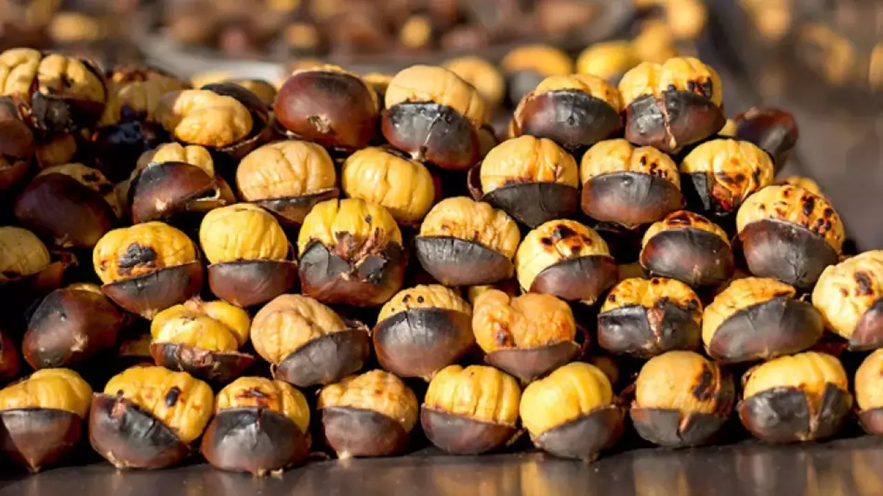 Gümeli Aşı Kestanesi - Duble Büyük Boy, Yeni Sezon Taze Doğal 2 Kg