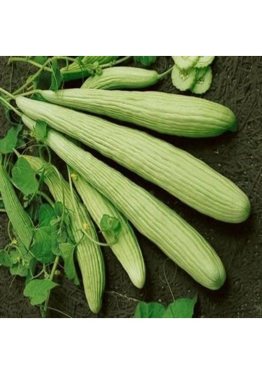 İnce Uzun Geleneksel Ege Acur Tohumu 20 Tohum