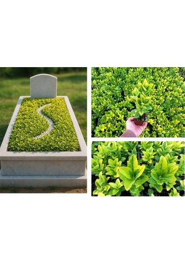 Mezar - Kabir Sarı Bitki Seti - 20 Adet Gold Taflan