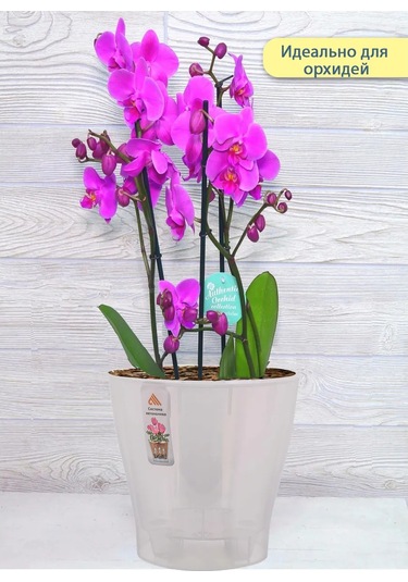 Al' Ternatıva Leia Orkide Saksısı 2,2 L, Drenajlı 13195594