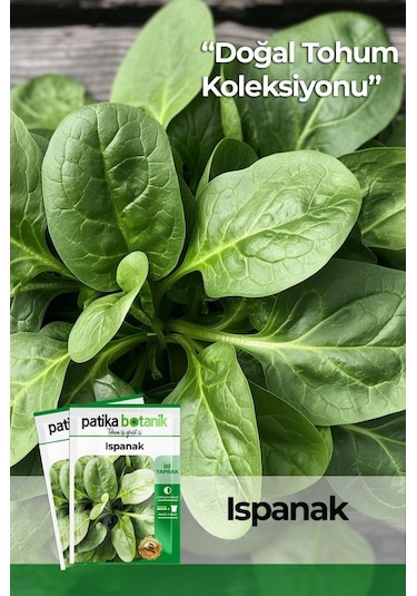 Yerli Ispanak Tohumu Gcl114