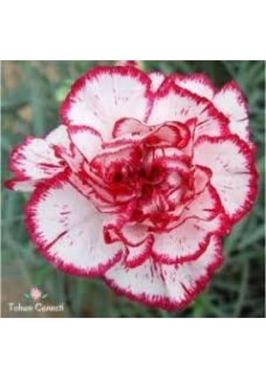 10 Adet Bodur Karanfil Çiçeği Tohumu