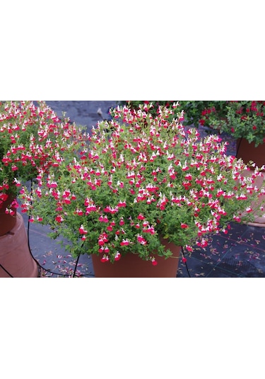 Süs Adaçayı - Salvia Microphylla 'Hot Lips' 3'lü Set
