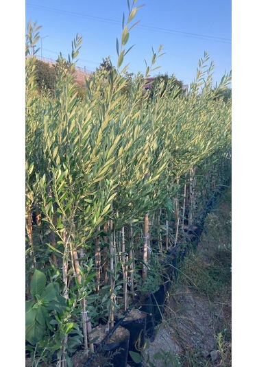 Bodur İspanyol Arbosana Zeytin Fidanı 120-150 Cm 2 Adet