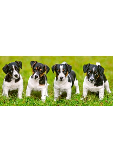 Castorland 600 Parça Puzzle - Jack Russell Terrier Köpek Yavrular