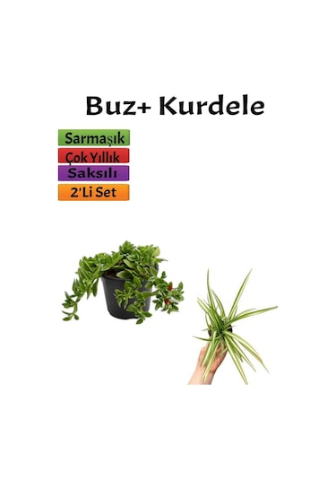Yer Örtücü Buz Çiçeği+ Kurdela Çiçeği 5-15 Cm Saksılı Dış Mekan Bitkileri