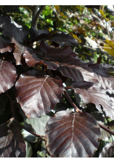 Kırmızı Kayın Fidanı 5 Adet - Fagus Sylvatica Atropurpurea