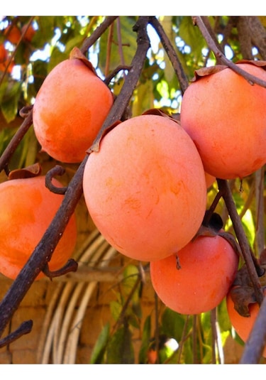 Çikolata Aromalı Trabzon Hurma Fidanı ( Cennet Elması )