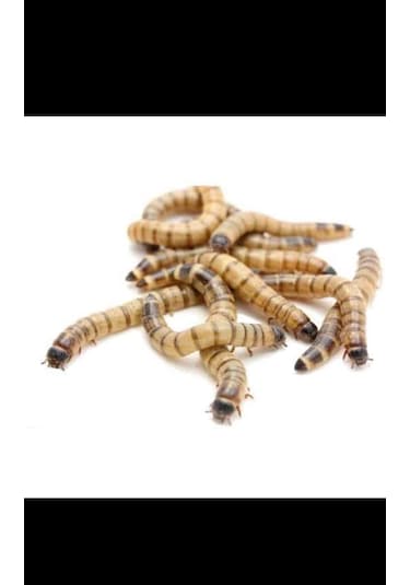 Morıo Kurdu 25 Adet