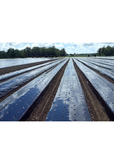 Malç Naylonu Çilek Naylonu En 130 CM Boy 100 M Malç Örtüsü