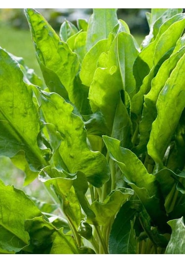 Doğal Ekşili Ot Kuzukulağı 1000 Ad Tohum