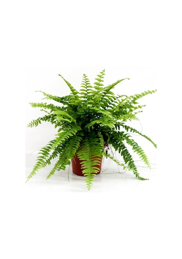 Love Stairs Seedling Aşk Merdiveni Fidanı Fujer Nephrolepis 10-20 Cm