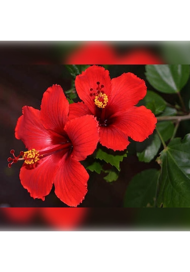 Japon Gülü Chinese Rose / Hibiscus 70 - 120 Cm Tüplü