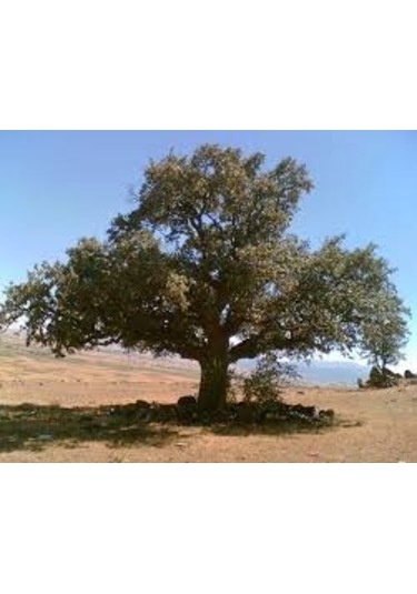 2 Adet Tohum Palamut Ağacı Tohumu Dev Palamut Ağacı Tohum