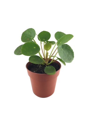 Pilea Peperomioides (Para Çiçeği) Ø5,5 CM Y0-10 CM