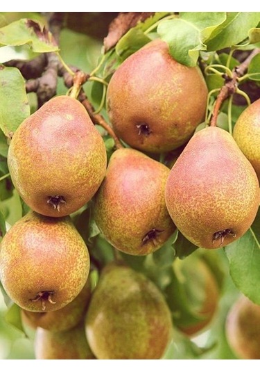 3 Yaş Tüplü Margaret Marilla Armut Fidanı 120-150 Cm