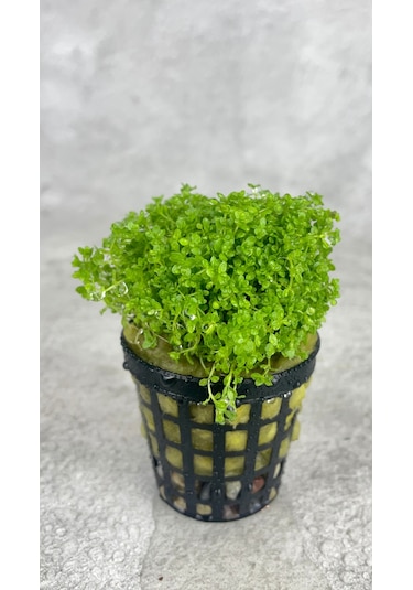 Woof Akvaryum Michrantemum Monte Carlo Akvaryum Zemin Bitkisi